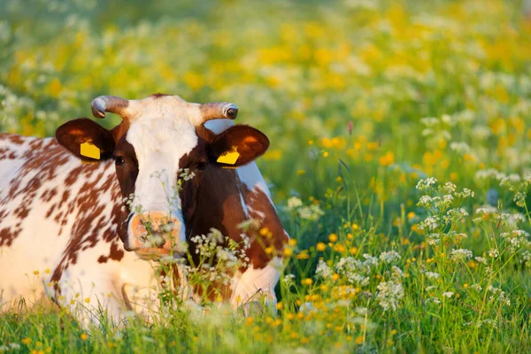 Cow Laying Flowers Sunrise — 스톡 사진