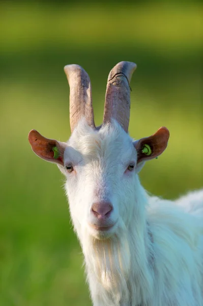 Cabeça Cabras Brancas Agaist Fundo Verde — Fotografia de Stock