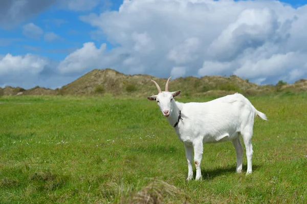 Hollanda Daki Terschelling Adasında Beyaz Keçi — Stok fotoğraf