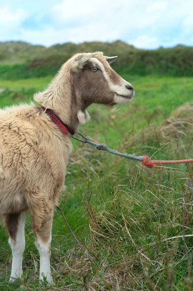 オランダ語で風景の中に茶色のヤギ Terschelling — ストック写真