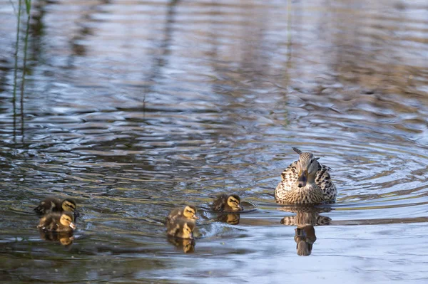 Anne Ördek Yavrusuyla Suda Yüzüyor — Stok fotoğraf