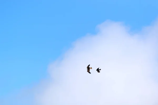 Águia Com Corvo Lutando — Fotografia de Stock