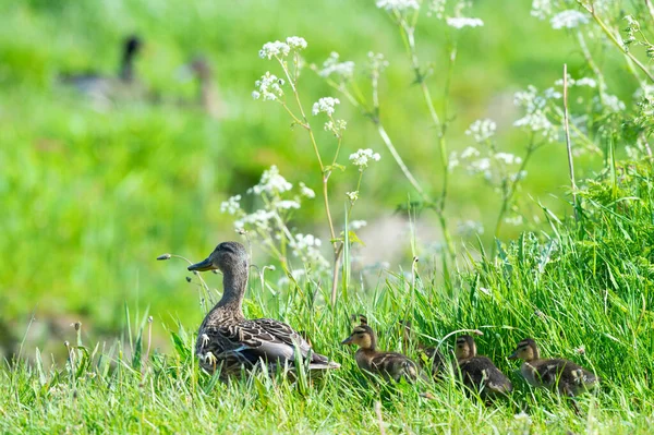 Pato Mãe Com Patinhos Grama — Fotografia de Stock