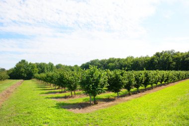Fransız Parkı 'ndaki bahçe elması.