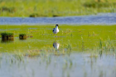 Alaca kılıçgaga doğa suda gölet ve göllerde