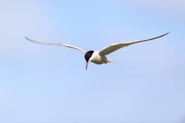 Mavi gökyüzünde avlanan Tern