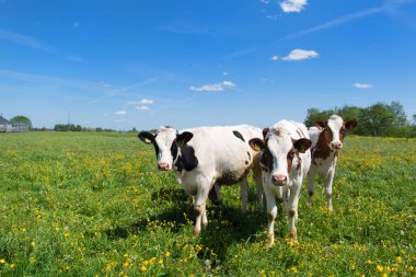 Tipik Hollanda nehir manzarasında grup inekler