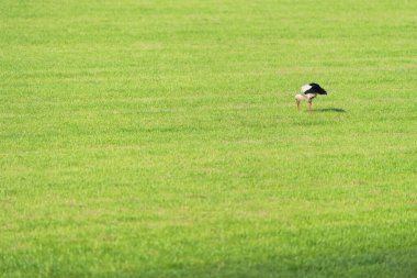 Çayırlarda yürüyen tek leylek