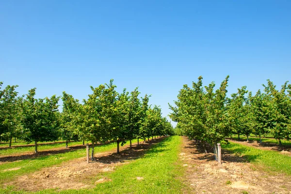 Landschaft Hasel Obstgarten Der Französisch Lot — Stockfoto