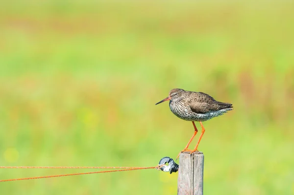 Ortak Redshank Kuş Kutup — Stok fotoğraf
