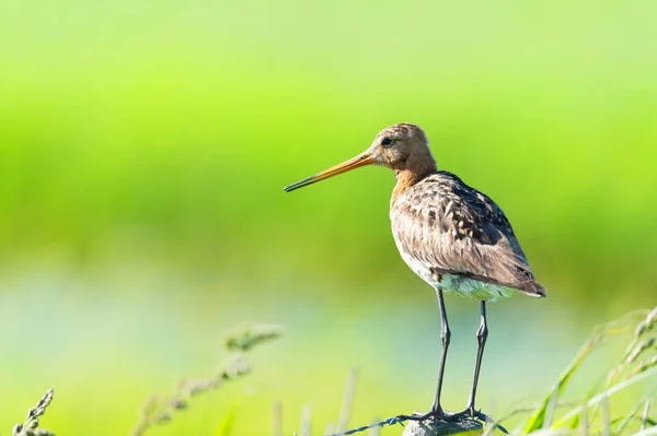 Godwit Dalla Coda Nera Piedi Sul Palo — Foto Stock