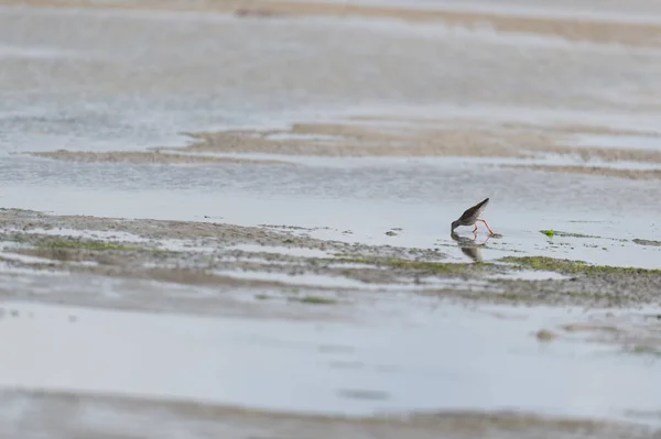 Rotschenkel Watet Wattenmeer — Stockfoto