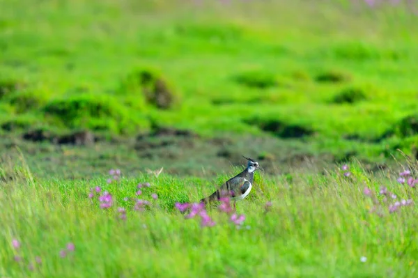 Lapwing Hierba Hogh Con Flores Primavera —  Fotos de Stock