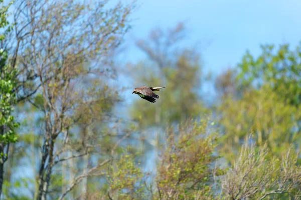 Aigle Volant Dans Les Airs — Photo