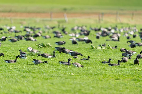 Flock Wild Geese Grass Dutch Wadden Island Terschelling — Stock Photo, Image