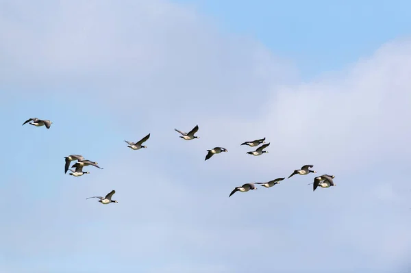Flying Canadian geese in the blue sky