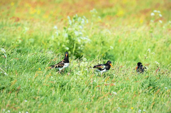 Varios Ostreros Paisaje Naturaleza — Foto de Stock