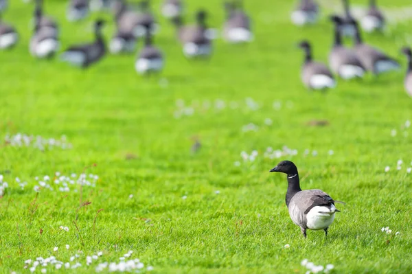 Flock Vilda Gäss Gräset Holländska Wadden Terschelling — Stockfoto