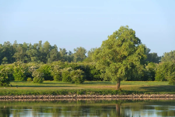 Trees Dutch River Landscape Ijssel — Stock Photo, Image