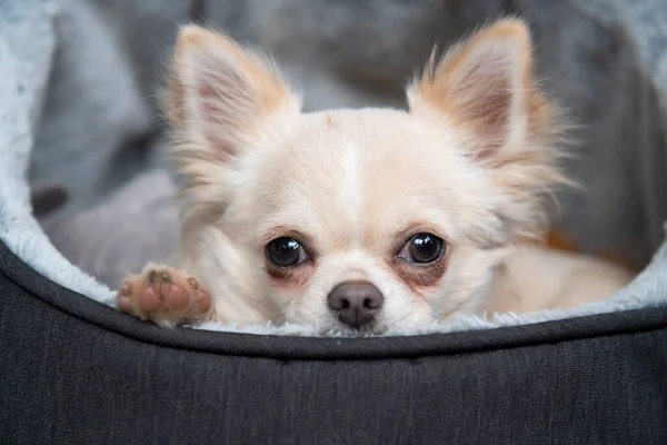 Blonde Chihuahua Puppy Bed — Stockfoto