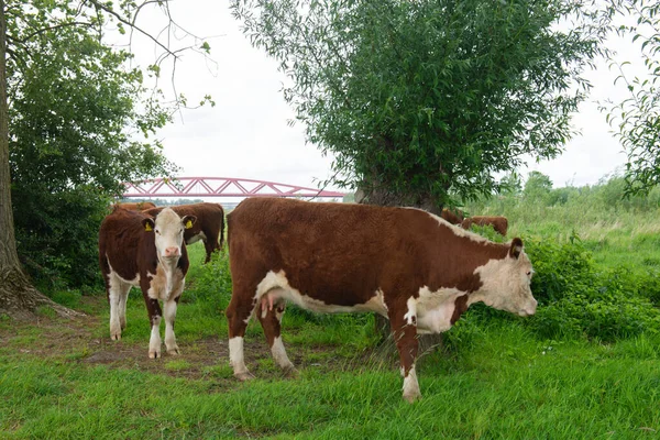 Herefords Ponte Rosso Sul Fiume Olandese Ijssel Vicino Zwolle Hattem — Foto Stock