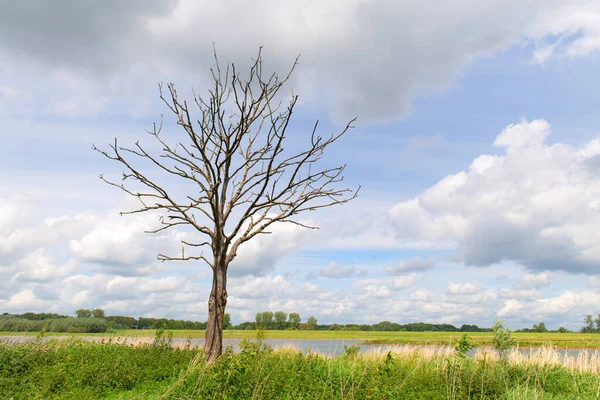 Landscape Tree Dutch River Ijssel — Stock Photo, Image