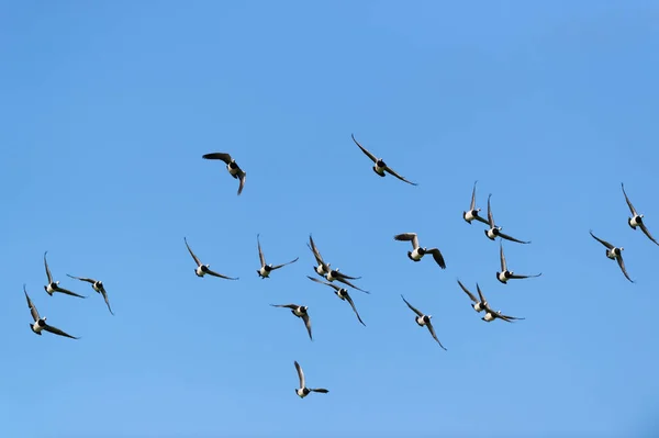 Flygande Kanadensiska Gäss Den Blå Himlen — Stockfoto