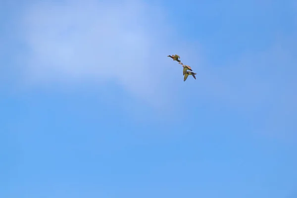 空中飞着野鸭 — 图库照片