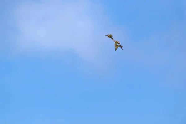 Flying Mallard Ducks Air — Stock Photo, Image