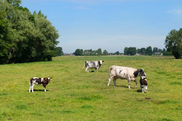 Семейные Коровы Зеленых Лугах — стоковое фото