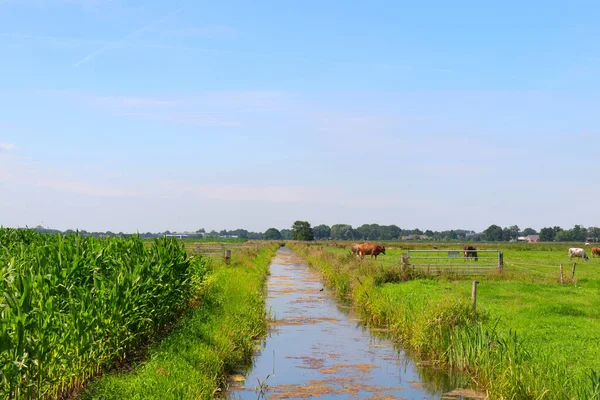 Typisch Holländische Landschaft Mit Graben Kühen Und Mais — Stockfoto