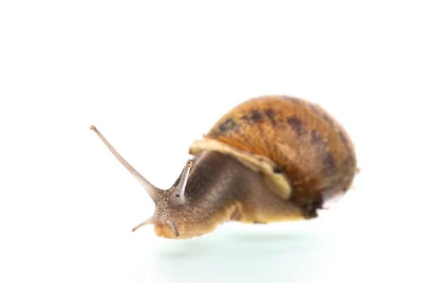 Single Snail Isolated White Background — Stok fotoğraf