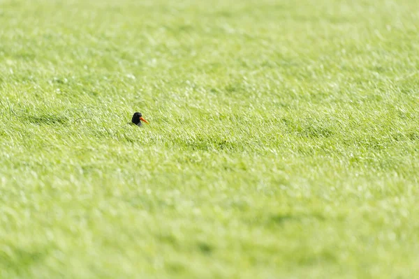 Oystercatcher Hiding Grass — Zdjęcie stockowe