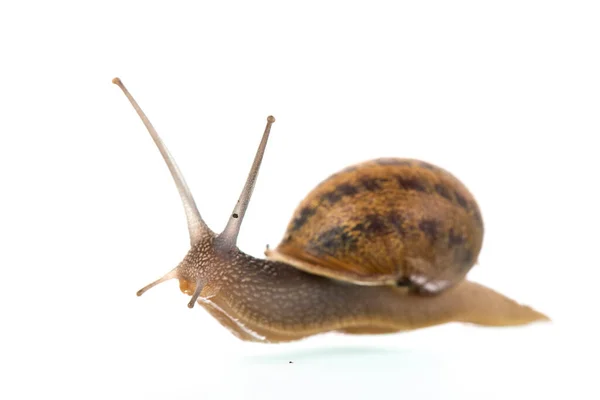 Single Snail Isolated White Background — ストック写真