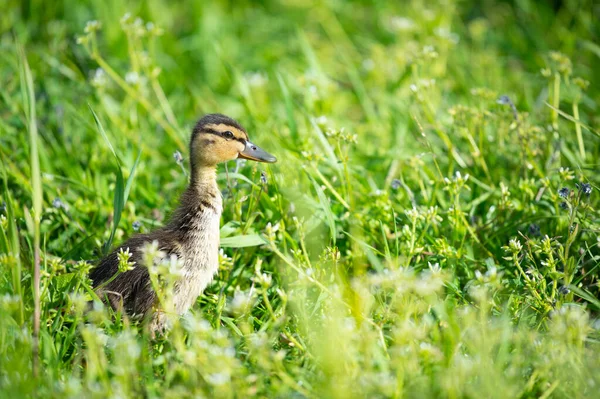 Fluffy Baby Duck Walking Grass — 图库照片