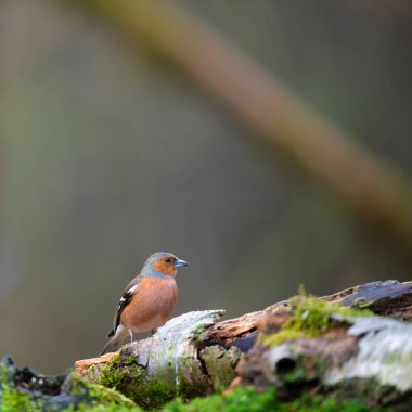 common male chaffinch in the forest