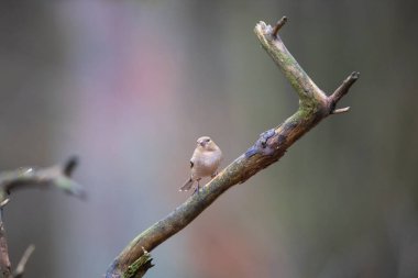 common female chaffinch in the forest