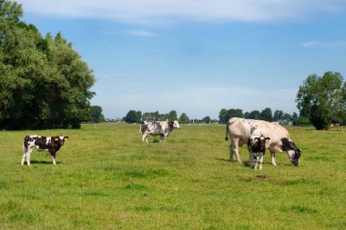 Family cows in the green meadows