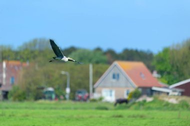 Flying Blue Heron at Dutch wadden island Terschelling