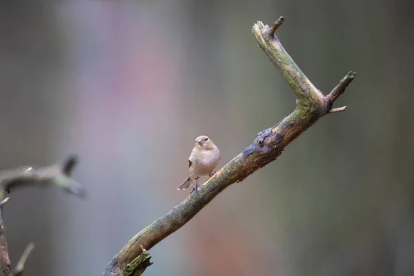 Common Female Chaffinch Forest — 스톡 사진