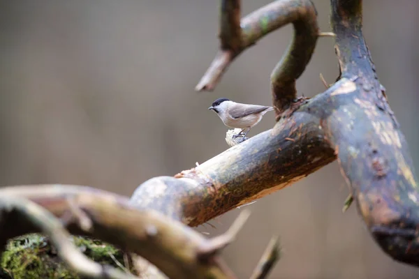 Willow Tit Branch Forest — Stockfoto