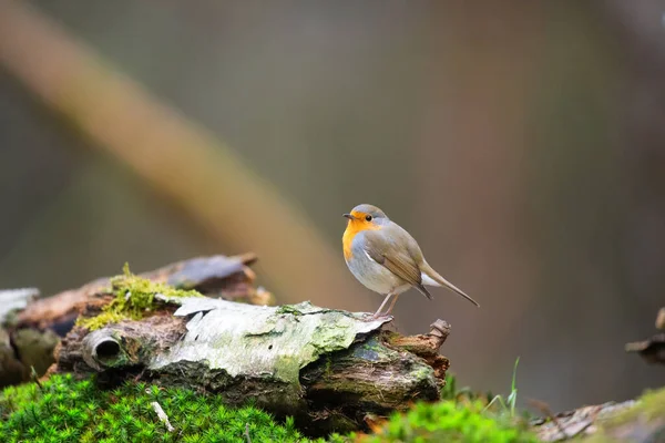 Europeu Robin Livre Floresta — Fotografia de Stock