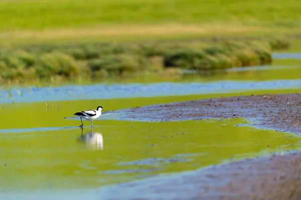 Pied Avocet Wading Nature Water — Stock Photo, Image