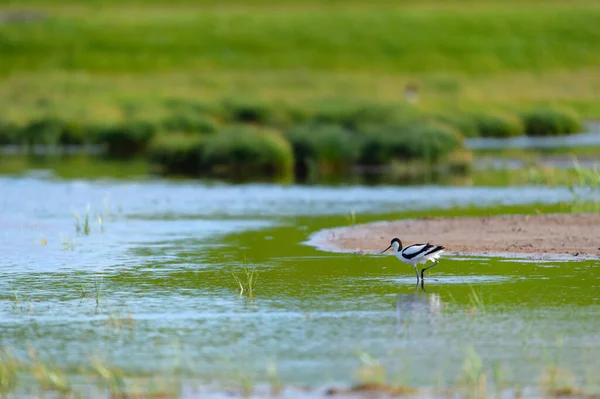 Säbelschnäbler Watet Naturwasser — Stockfoto