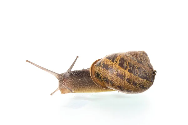 Single Snail Isolated White Background — ストック写真