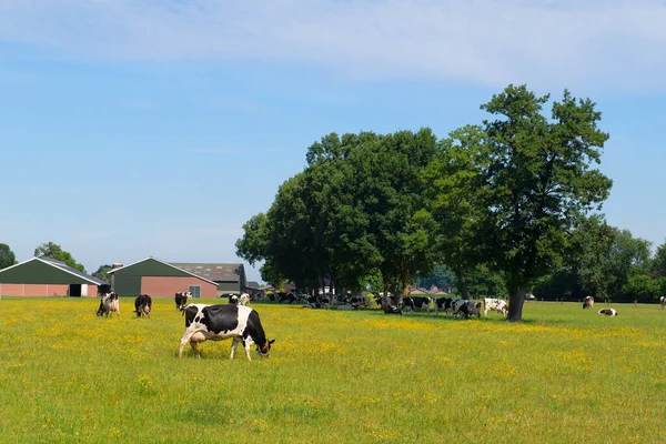 Family Cows Green Meadows — Stok Foto