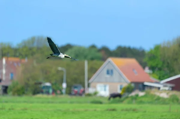 Flying Blue Heron Dutch Wadden Island Terschelling — Stock Photo, Image