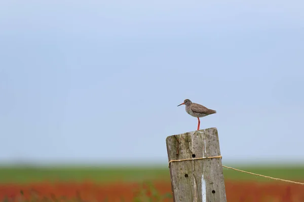 Звичайний Червоний Птах Полюсі — стокове фото