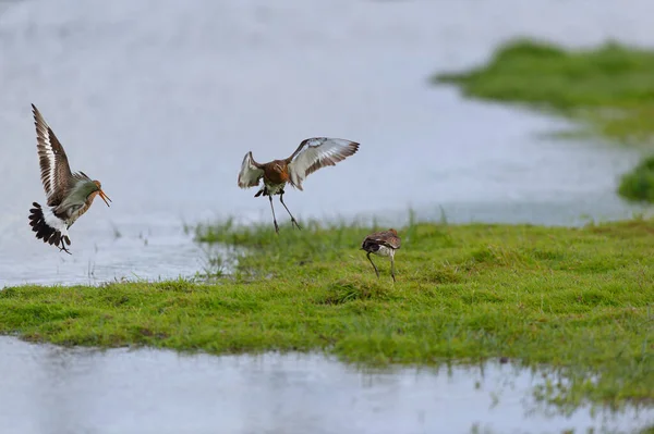 Fighting Black Tailed Godwit Water Landscape Dutch Wadden Island Terschelling — 스톡 사진