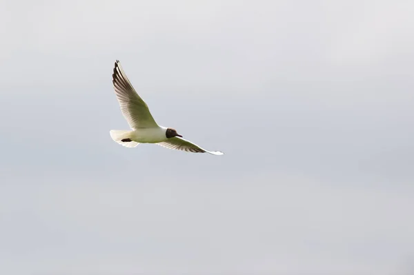 Black Headed Gull Flying Air — Stockfoto